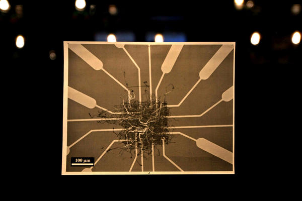 Makrofotografia jednego z komputerowych chipów Jamesa Gimzewskiego. W centrum organiczna narośl wrastająca w elementy chipu. / fot. Henry Sillin & Ellie Demis