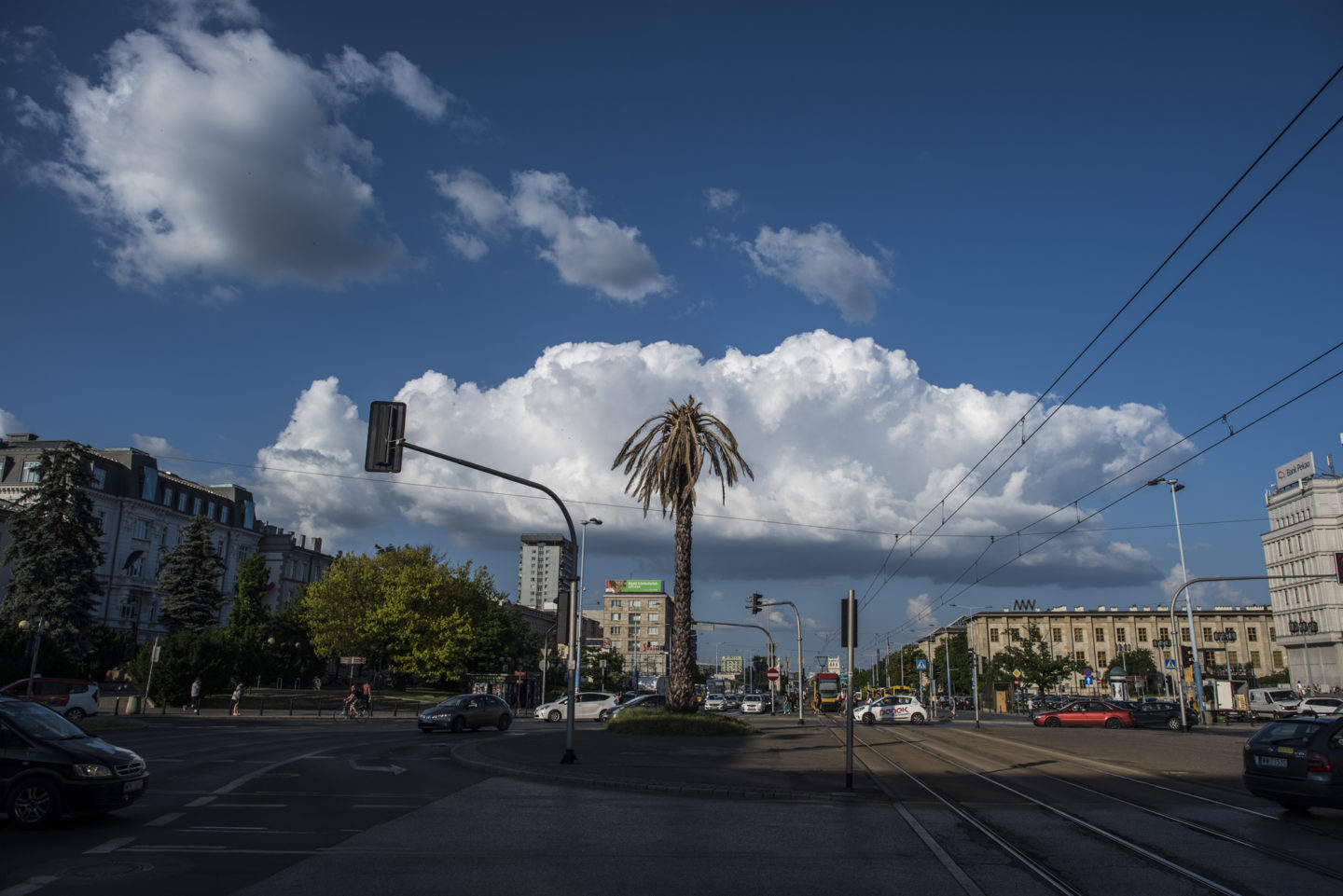 Fotografia pozioma. Ciepła kolorystyka. Rondo generała de Galulle'a w Warszawie. W centrum kadru widać żywą palmę. W tle za tropikalną rośliną unoszą się pojedyncze chmury. Dookoła ronda widoczne zazielenione drzewa liściaste w typowo miejskiej scenerii. 